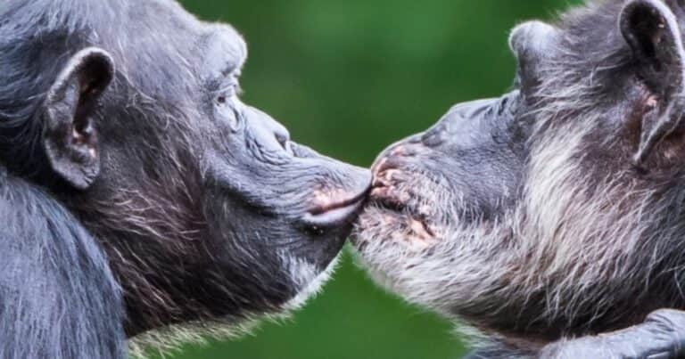 La ciencia descubrió que el primer beso se dio hace 20 millones de años
