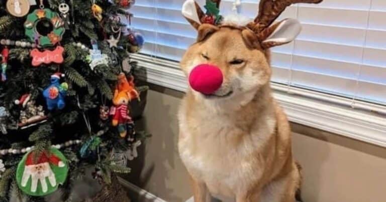 Los mejores memes de Nochebuena y Navidad 2025