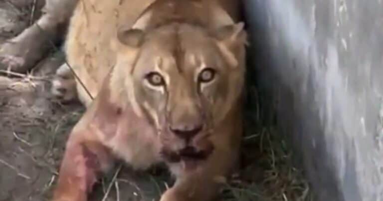 ¿Qué pasará con la leona que mató a un joven en un zoológico de Brasil?