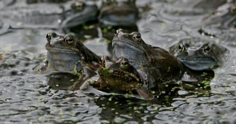 Se desató una batalla legal entre vecinos por el croar de unas ranas en un estanque