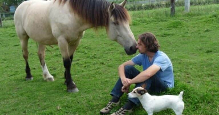 Comprueban que los caballos sienten el olor del miedo en los seres humanos