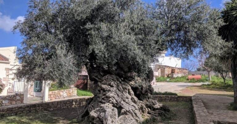 El olivo que tiene 4.000 años de vida y sigue dando aceitunas