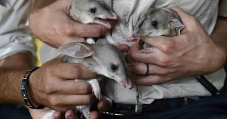 Mala noticia para la humanidad: 44 especies se extinguieron en 2025