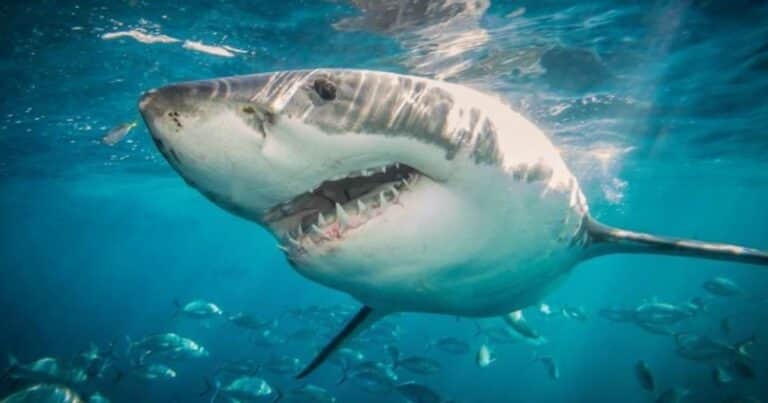 Encontraron en Bahamas tiburones positivos en cocaína y otras sustancias