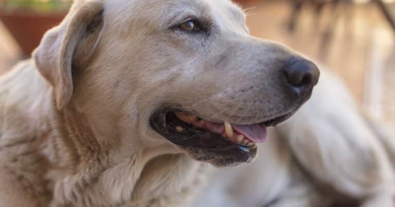 Cómo ayudar a tu perro a sentirse más tranquilo, según un experto