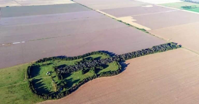 Por amor a su mujer creó una gigantesca Guitarra de Árboles