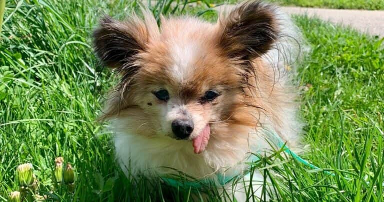 Lazare, el perro francés que podría ser el más longevo del mundo: tiene 31 años