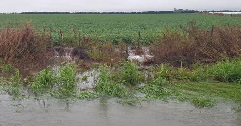 Por las lluvias, la cosecha de soja en la zona núcleo ya presenta una demora histórica