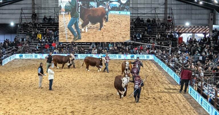 Se viene otra fiesta de la ganadería del norte en Corrientes