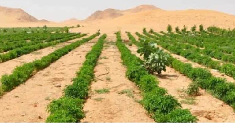 Cientos de voluntarios convirtieron en horas un desierto en un oasis