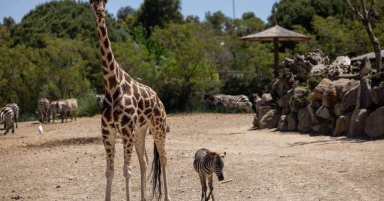 Una cría de cebra que perdió a su madre entabló un vínculo especial e inesperado con dos jirafas: «Ocurrió una situación muy sorprendente»