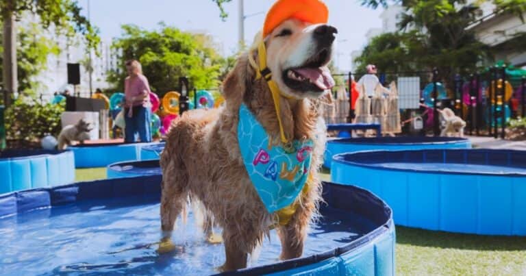 Miami reunió a 276 perros en una «pool party» y batió un récord Guinness