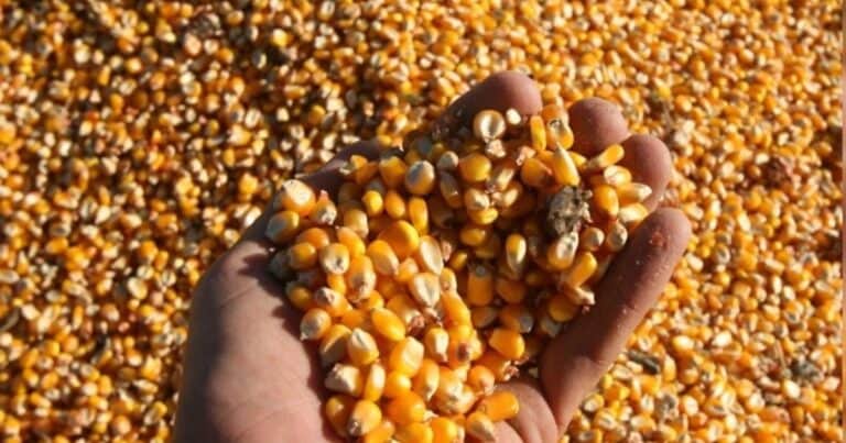 La cosecha será récord pero con renta ajustada y variada