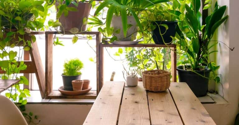 Sin sol también crecen: 7 plantas perfectas para rincones de tu casa