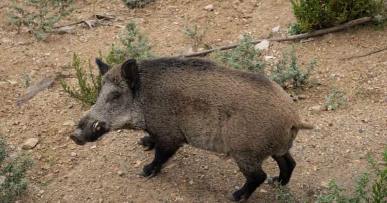 Preocupación en Cataluña por casos de una peste porcina que afecta a jabalíes silvestres