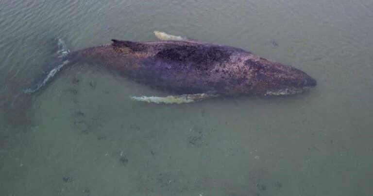 Le harán una autopsia a Timmy, la ballena que estuvo varada dos meses en Alemania
