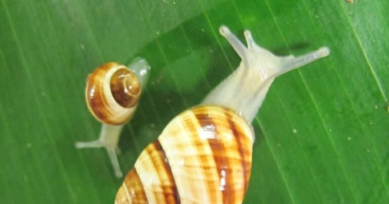 Por qué los caracoles aparecen en casa durante los días lluviosos de otoño