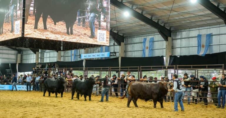 Brangus mostró toda su genética y eligió a sus campeones