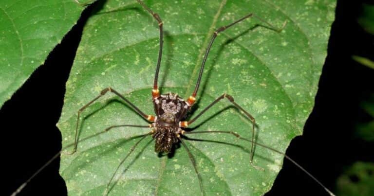 Descubren una especie de arañas que capturan y devoran ranas vivas