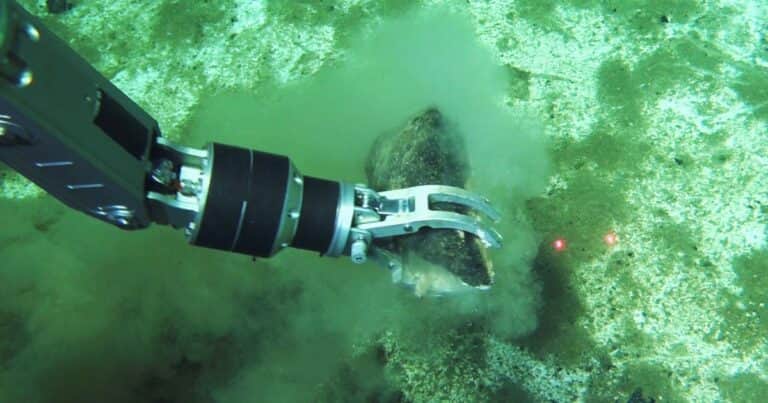 Un equipo de científicos chinos descubrió el mayor cementerio de ballenas del planeta