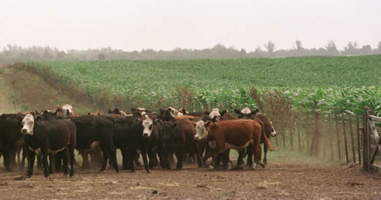Compitiendo por la tierra…