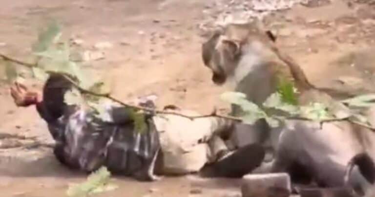 Un hombre se salvó de ser devorado por una leona acariciándola durante un rato