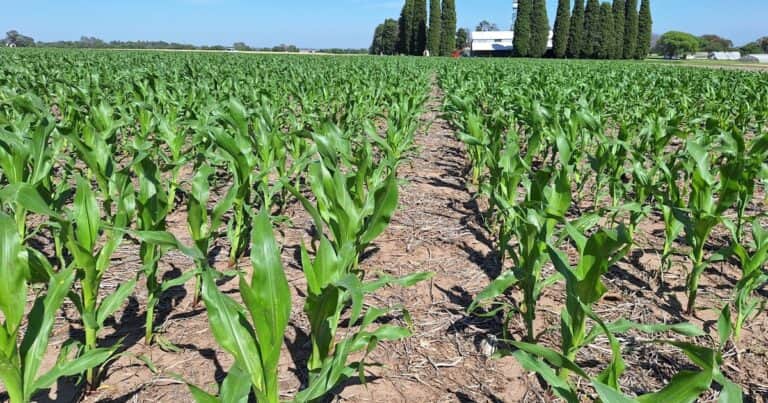 Maíz: claves para producir más con eficiencia agronómica y económica