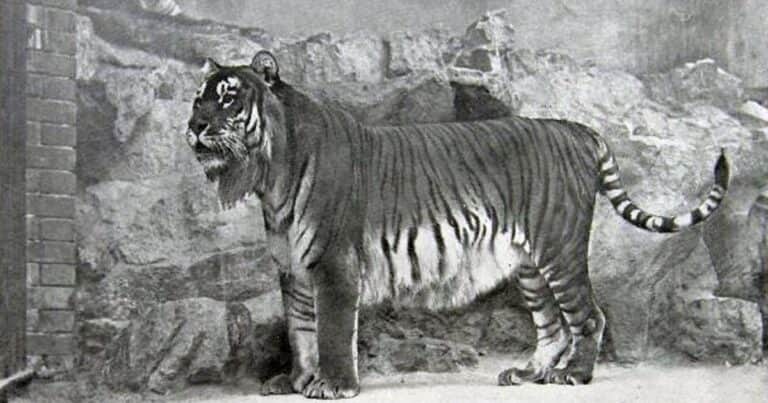 Animales extintos: el «tigre con barba» que mató a un león en el coliseo romano