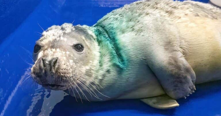 Una foca volvió al océano tras haber sido rescatada y rehabilitada a raíz de las severas lesiones causadas por una red de pesca: «Su fortaleza a lo largo de su recuperación fue increíble»