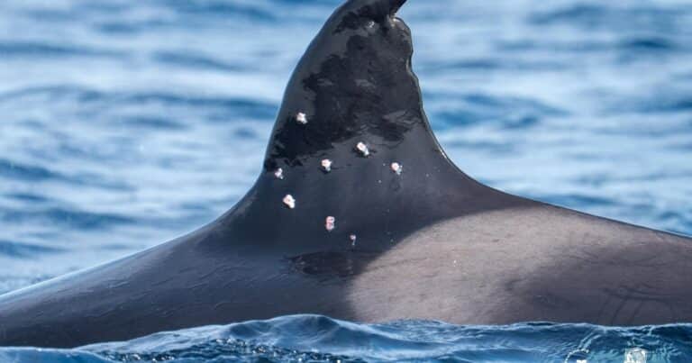 Investigan el ataque a una de las orcas más longevas del Estrecho de Gibraltar: recibió al menos diez impactos de perdigón