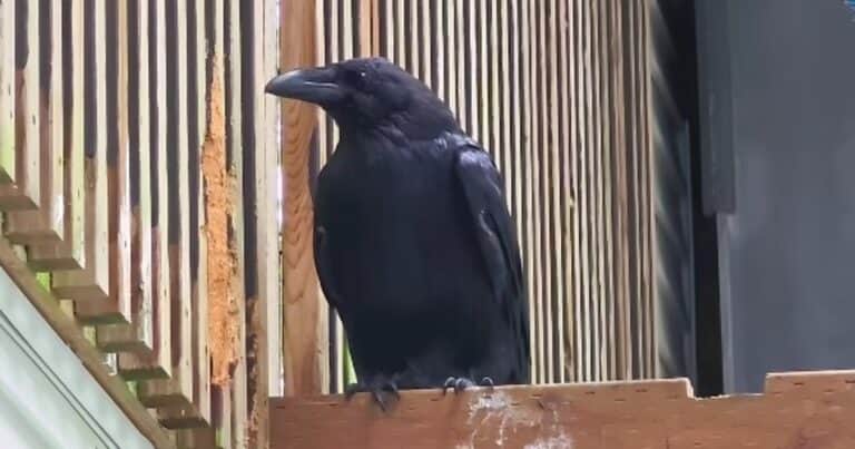 Un cuervo volvió a volar en libertad semanas después de haber sido hallado con severas contusiones y bajo peso: «Se recuperó de forma increíble»