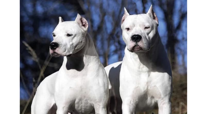 Tragedia en Córdoba: una niña de dos años murió luego deser atacada por dos dogos