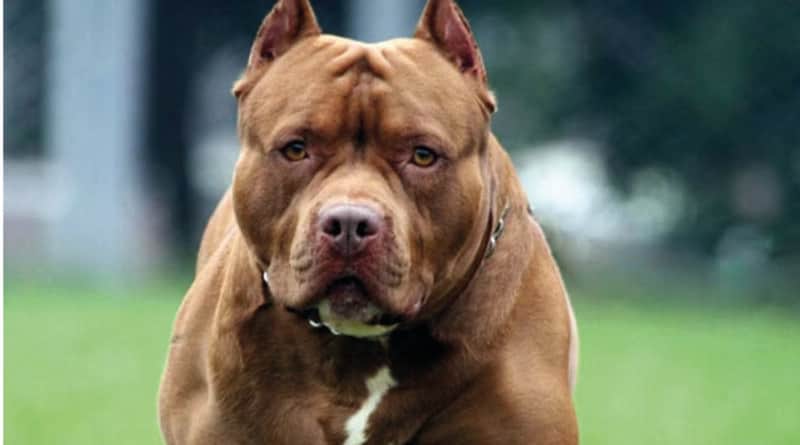 Otra tragedia en Córdoba desatada por un perro: un pitbull mató a un niño de dos años en Alta Gracia