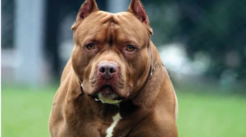 Otra tragedia en Córdoba desatada por un perro: un pitbull mató a un niño de dos años en Alta Gracia