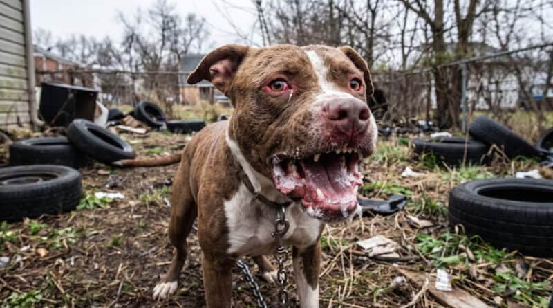 Tragedia en Buenos Aires: Un pitbull, el perro de la familia, mató a un niño de cuatro años