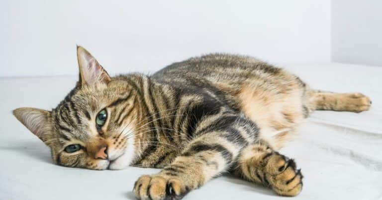 Encontró un papel en su casa gracias a su gato y descubrió que había ganado un premio valuado en miles de dólares