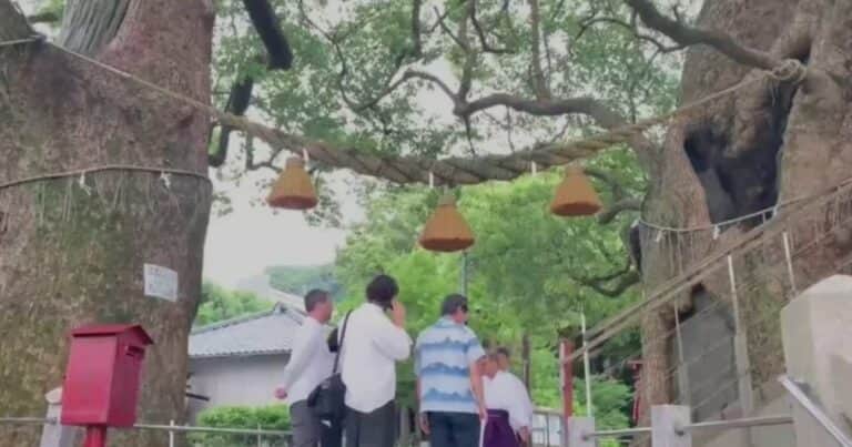 Los dos árboles que fueron dados por muertos tras la bomba atómica y ahora están llenos de vida