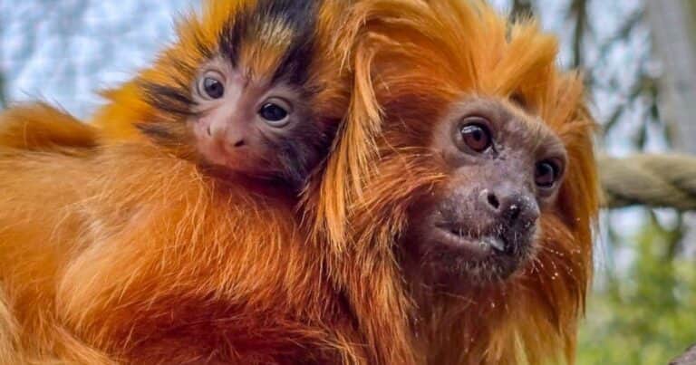 Nació un tamarín león dorado en un zoológico del Reino Unido: la especie estuvo al borde de la extinción