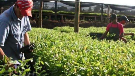 Yerba mate: un productor advirtió por un posible faltante en 2027 y describió una situación “caótica”