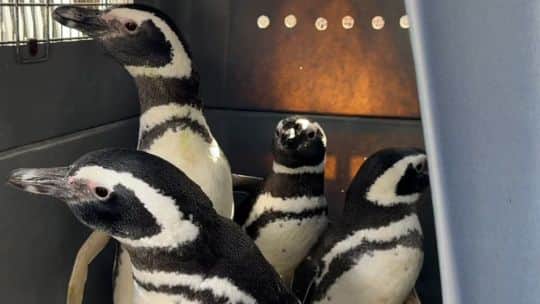 Seis pingüinos fueron liberados en San Clemente del Tuyú tras una exitosa rehabilitación