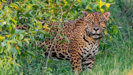 El Senado aprobó la indemnización a productores por ataques de pumas y yaguaretés en Corrientes