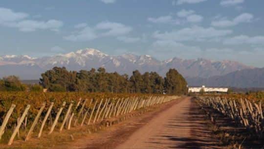 Viña Maipú se presentó en concurso preventivo acorralada por deudas millonarias y falta de liquidez