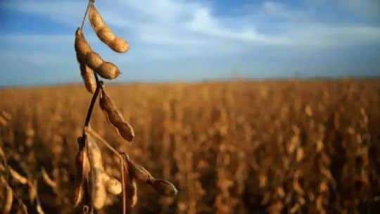 RDEco: el Índice FADA mostró que el 58% de la renta agrícola se va en impuestos