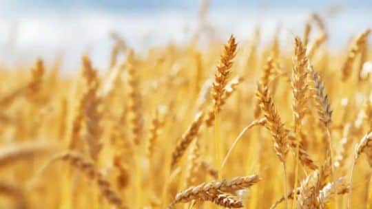 “El peso de los impuestos” cambia según el cultivo: el análisis del Índice FADA en RDEco
