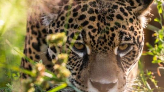 Científicos crean un mapa genético del yaguareté para mejorar su conservación