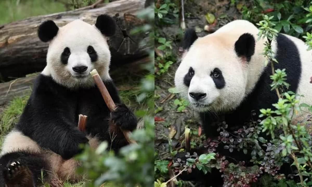 Dos pandas gigantes llegaron a EE.UU. tras un acuerdo con China