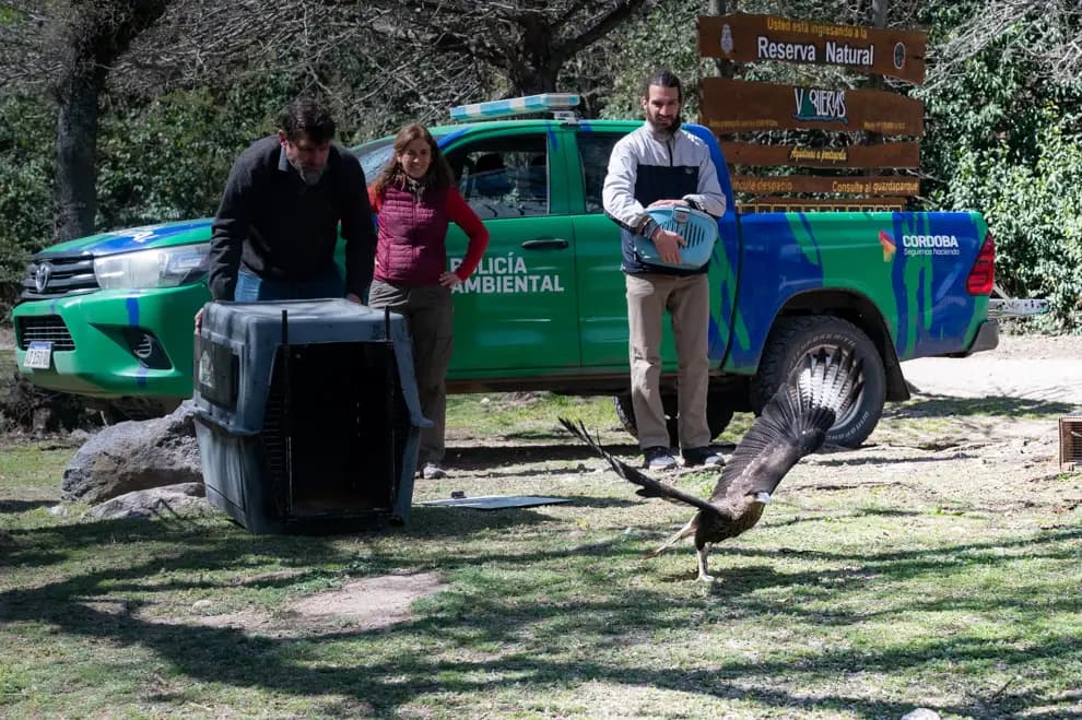 Rescataron 41 aves silvestres y un zorro gris que regresaron a la naturaleza