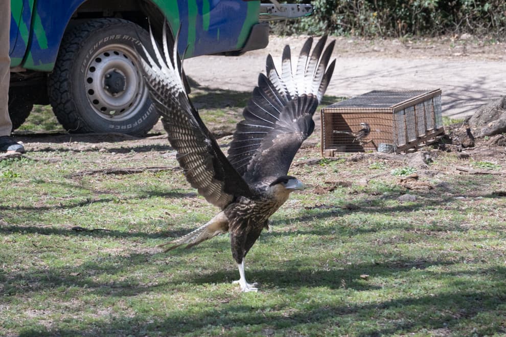 Liberaron 42 animales silvestres en una reserva en Córdoba