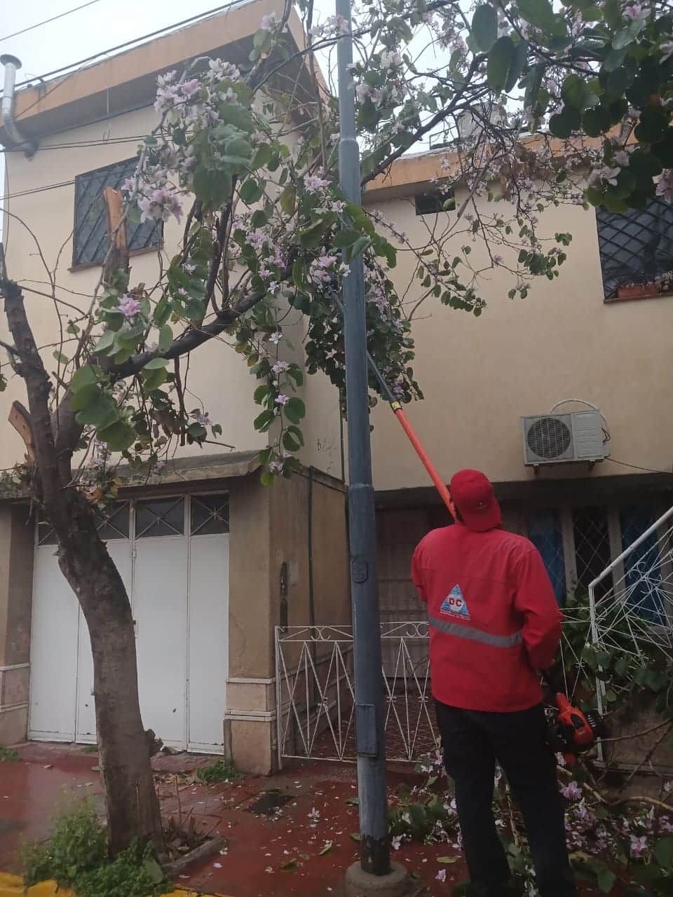 La lluvia dejó 37 llamados por árboles y postes en riesgo