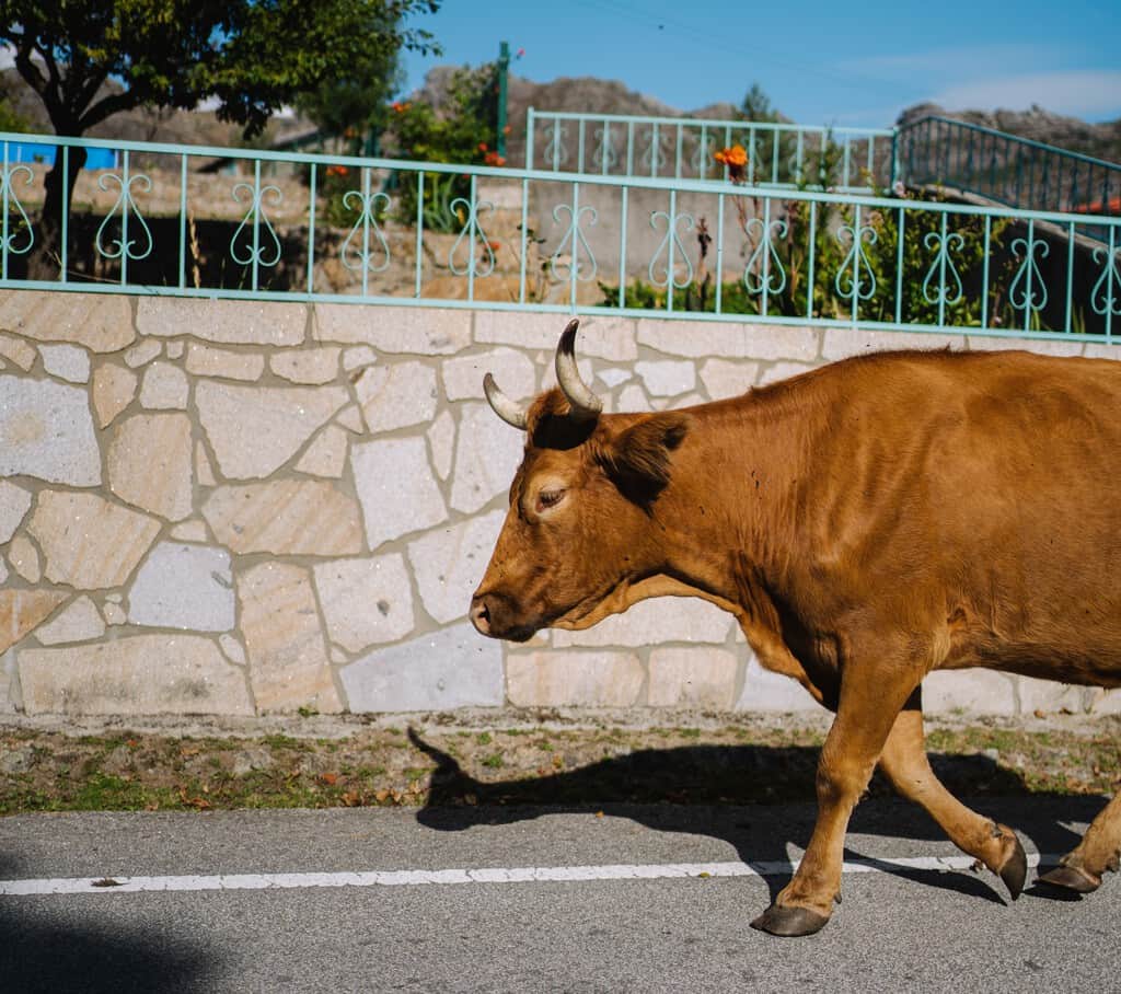 "Ya estamos aburridos": un pueblo de Zamora se queda sin agua por unas vacas. El problema es que ya tenían problemas de abastecimiento